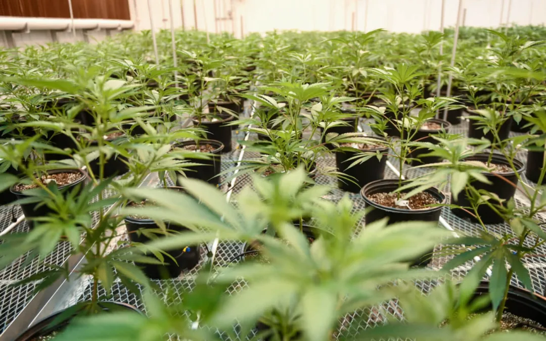 Going Green in PA: State Senate Committee Holds First Hearing on Adult-Use Marijuana