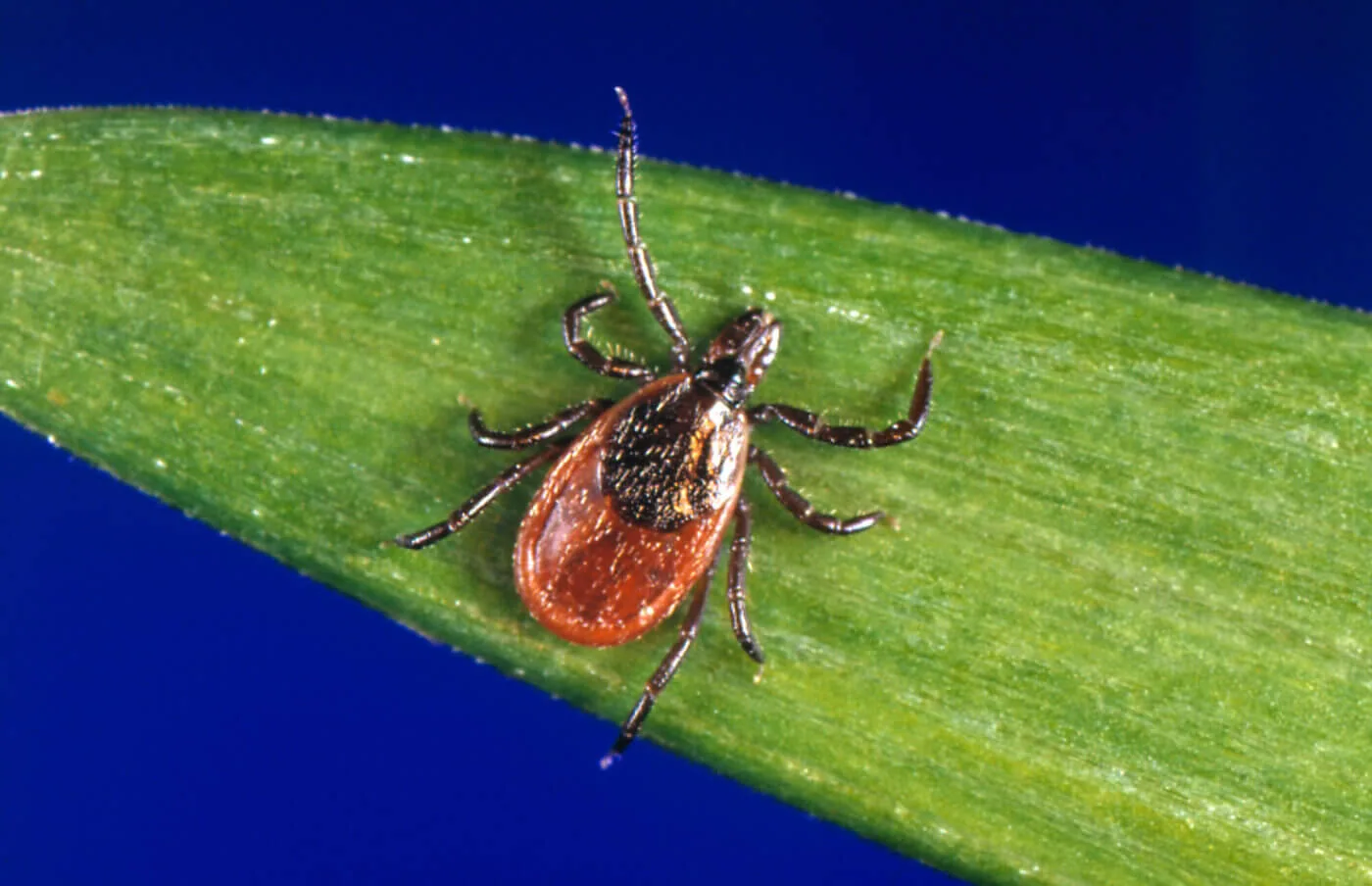 Tick Season Has Arrived In Pennsylvania Follow These Simple Steps To