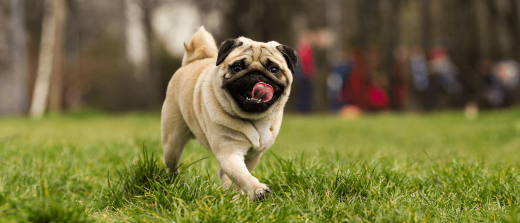 Longest-Living Dog Breeds