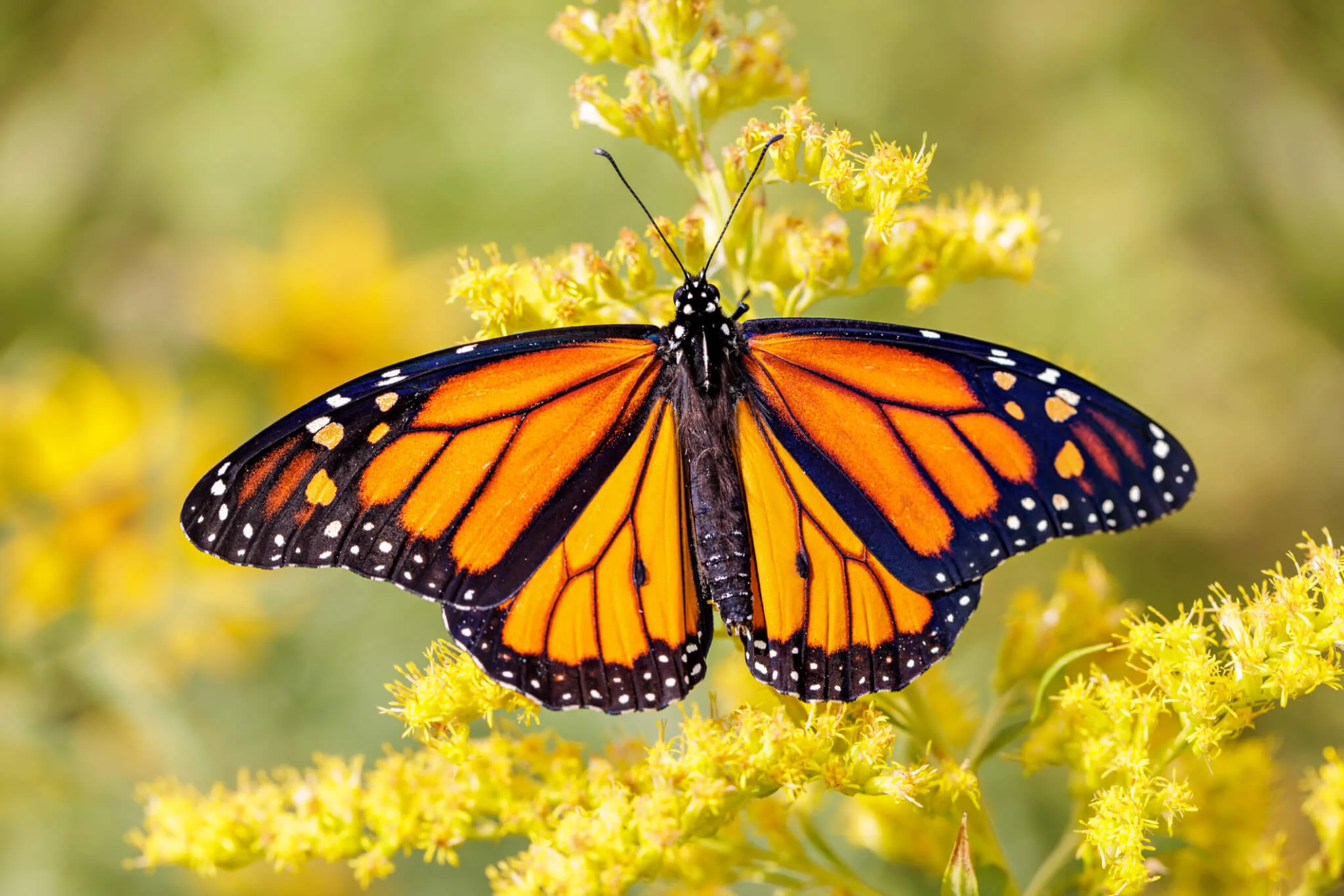 Monarch on Goldenrod Monarch on Goldenrod