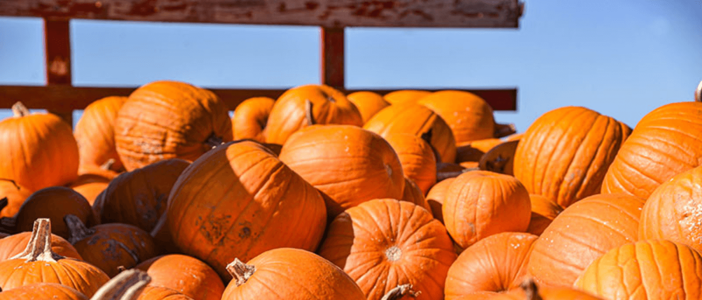 Hayrides, Corn Mazes and Pumpkin Picking: The Ultimate Guide to Fall Fun in NEPA