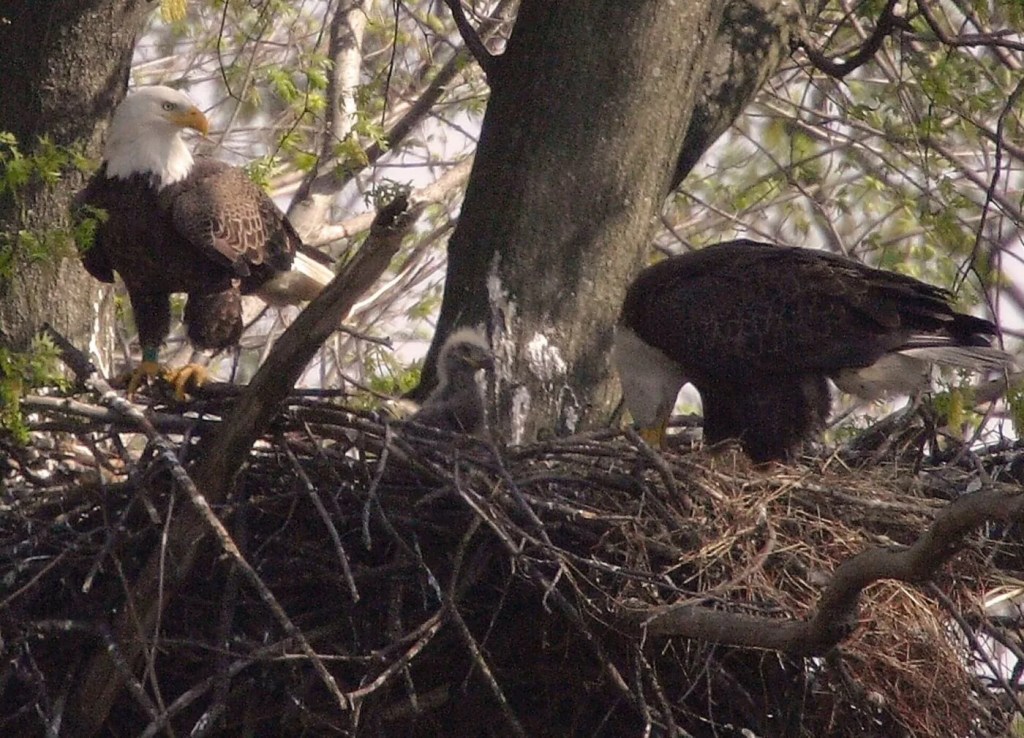 Your guide to Pennsylvania’s fall and winter birdwatching destinations