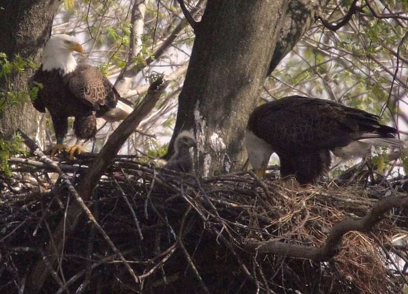 Your guide to Pennsylvania's fall and winter birdwatching destinations