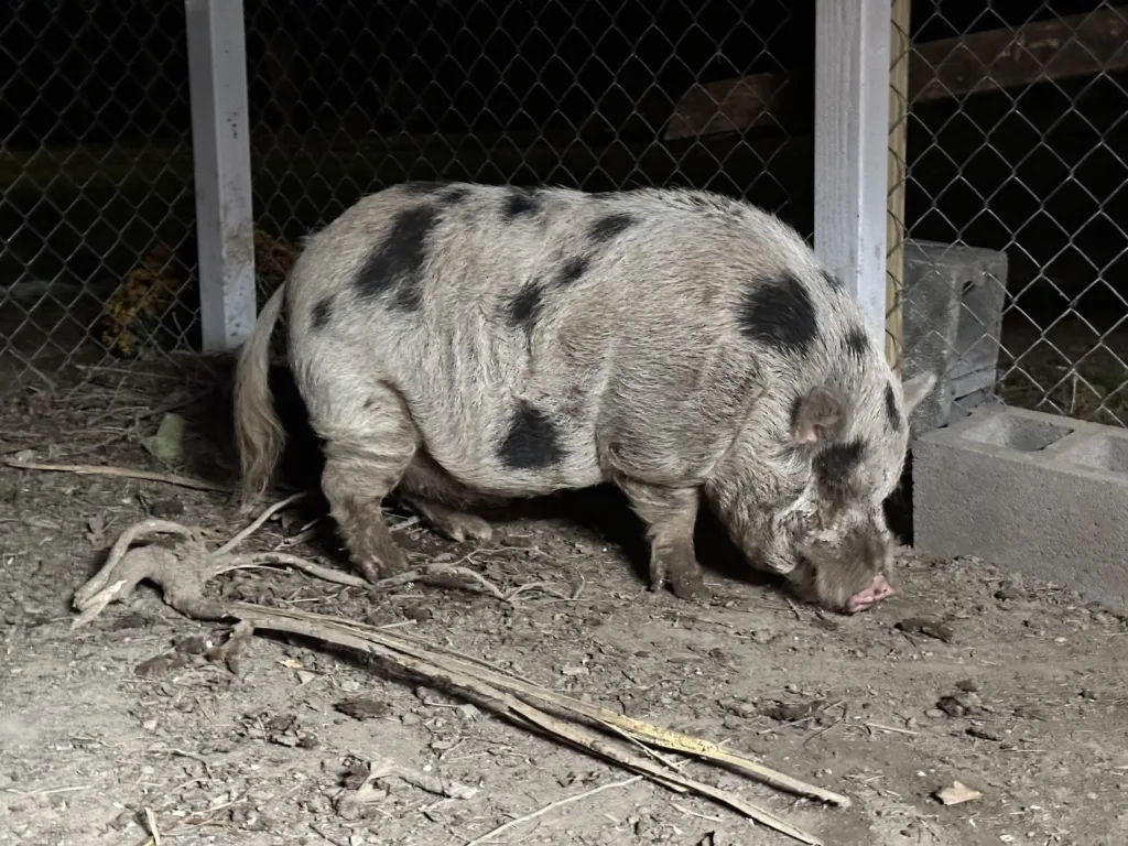The 8 coolest Pennsylvania animals we met in 2023