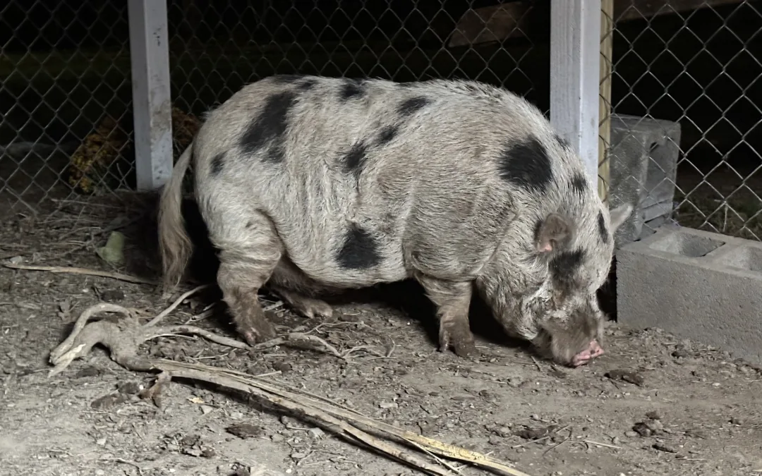 Wayward Pennsylvania pig ‘Kevin Bacon’ brought back home thanks to a Benadryl-infused sticky bun