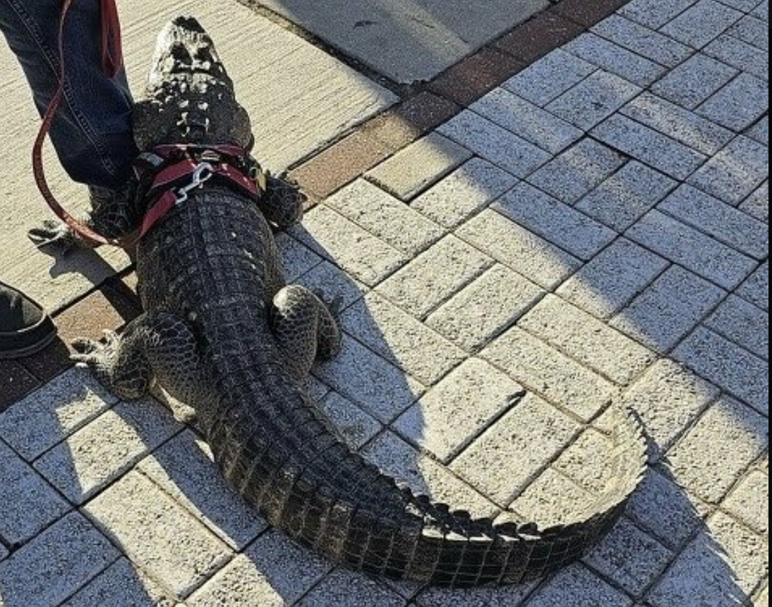 WallyGator Emotional support alligator WallyGator is missing.