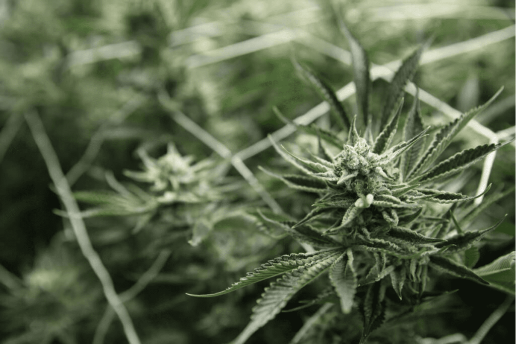 Support for legalizing adult-use cannabis among Pa. voters soars to new highs