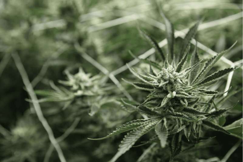 adult-use cannabis