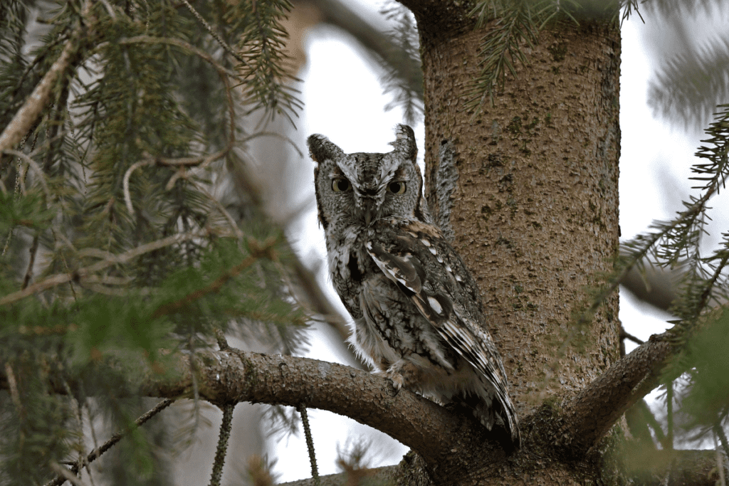 Hoot, Hoot, Hooray! Where to Celebrate Superb Owl Sunday in Pennsylvania