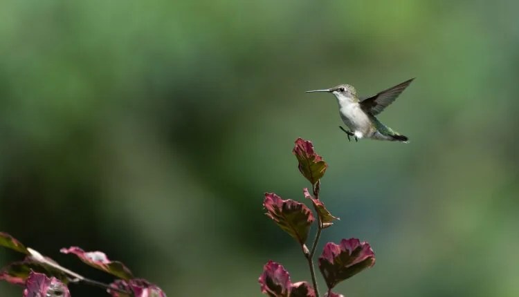 Your Guide To Hummingbird Season In Pennsylvania