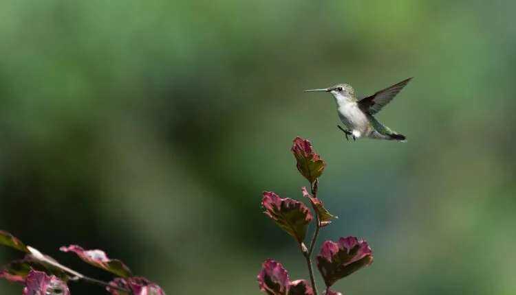 Your Guide To Hummingbird Season In Pennsylvania
