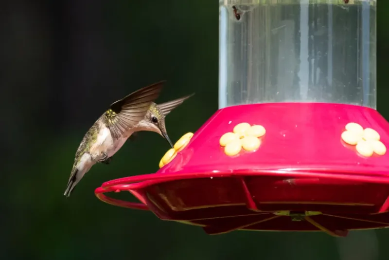 Your Guide To Hummingbird Season In Pennsylvania