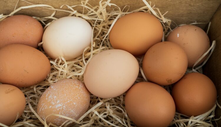 From Coop To Kitchen: Where To Buy Farm-Fresh Eggs In NEPA