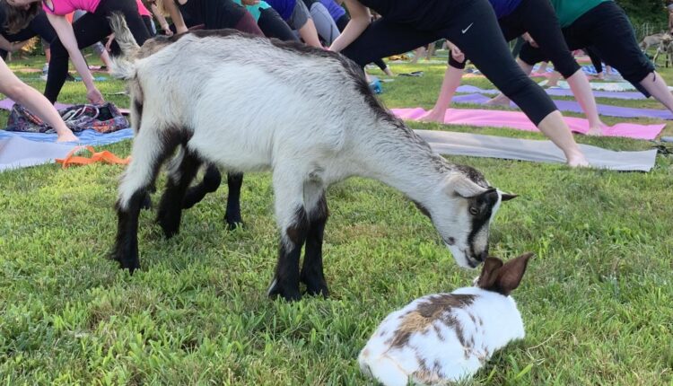 Breathe With The Bleat: 8 Places To Practice Goat Yoga In Pennsylvania