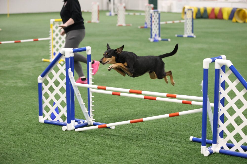 Dog agility fashion shows