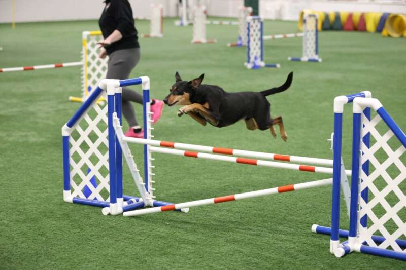 Miles, a seven-ish-year-old mixed bred dog from Erie.