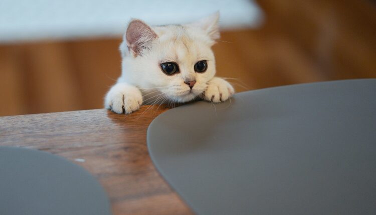 A complete cat-alog of Pennsylvania’s 20 cat cafes