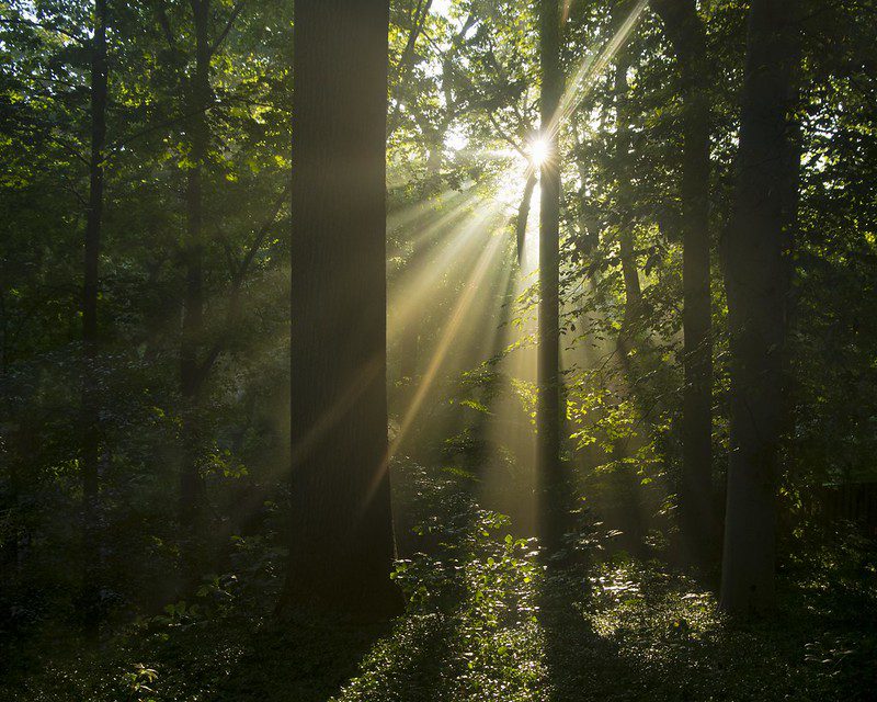 Sunlight through the trees in PA.