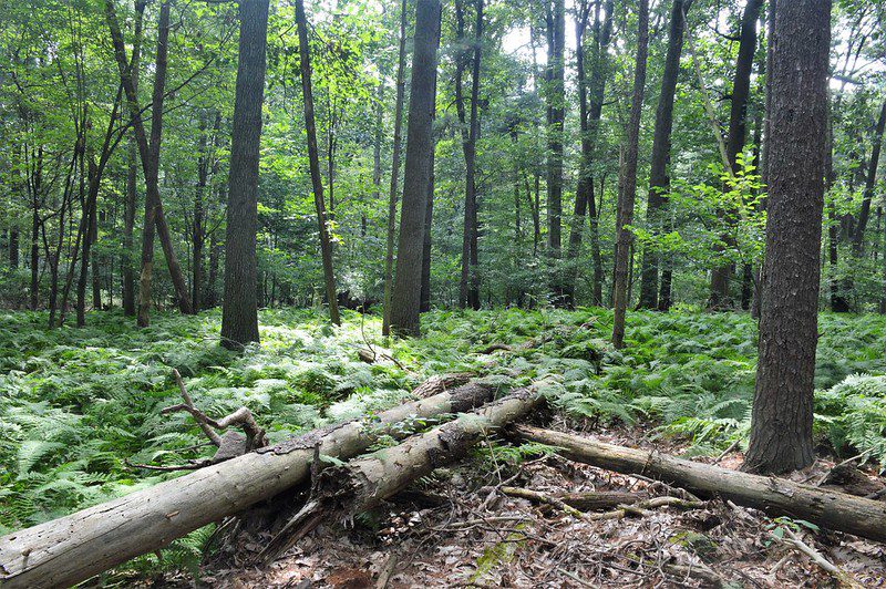 Trees in the Berks County forest.