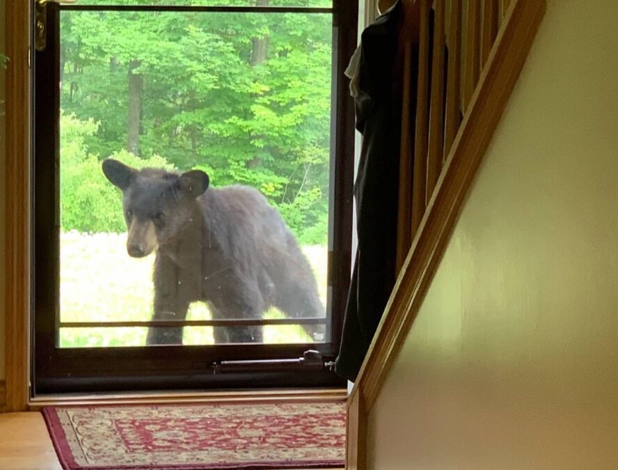 We asked, you answered: Have you ever had an encounter with a black bear in Pennsylvania?