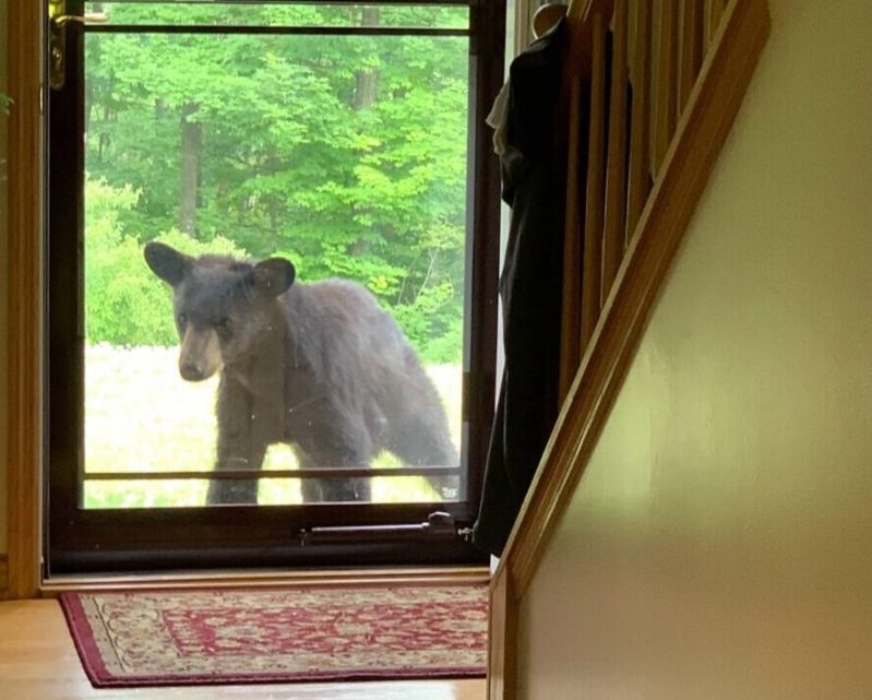 A black bear outside of a home in Julian, Centre County.
