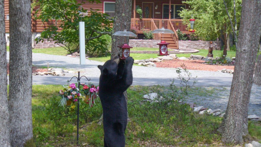 A black bear standing to eat from a bird feeder