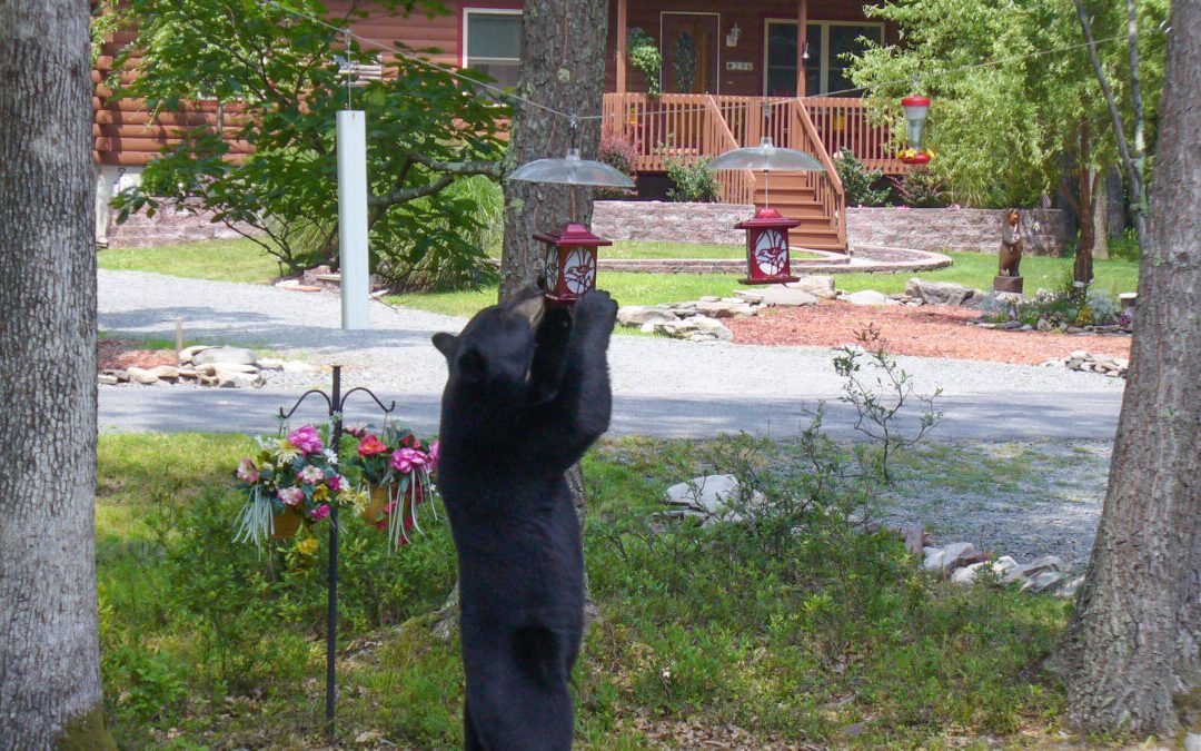 6 tips to keep bears from wandering onto your property