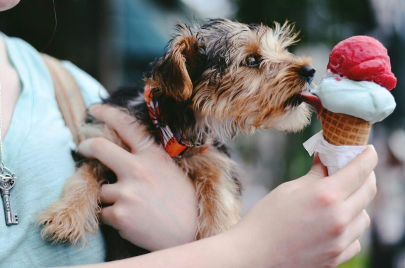 Small dog licking an eye cream cone.