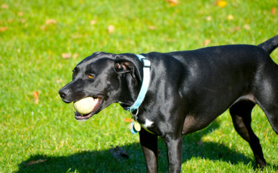 Deciding on a name for your new dog? Check this list of top dog names in Pennsylvania