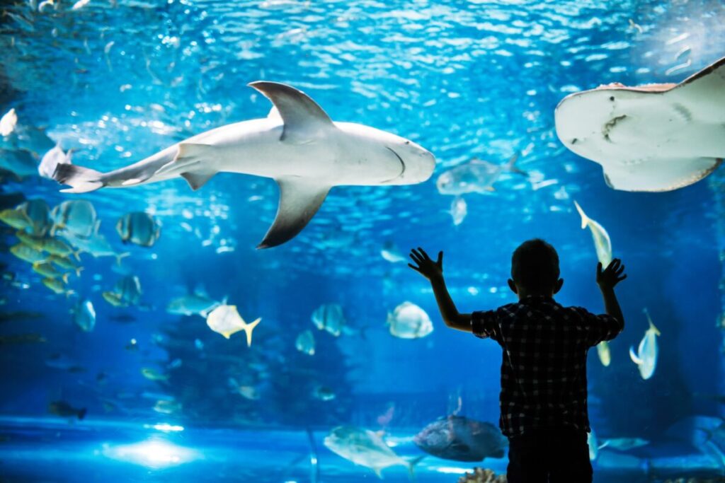 Kid watching the shoal of fish swimming in oceanarium.