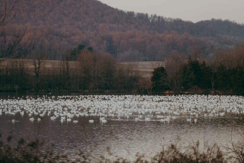 Feathery fall migrations: Keep your eyes peeled for these traveling birds