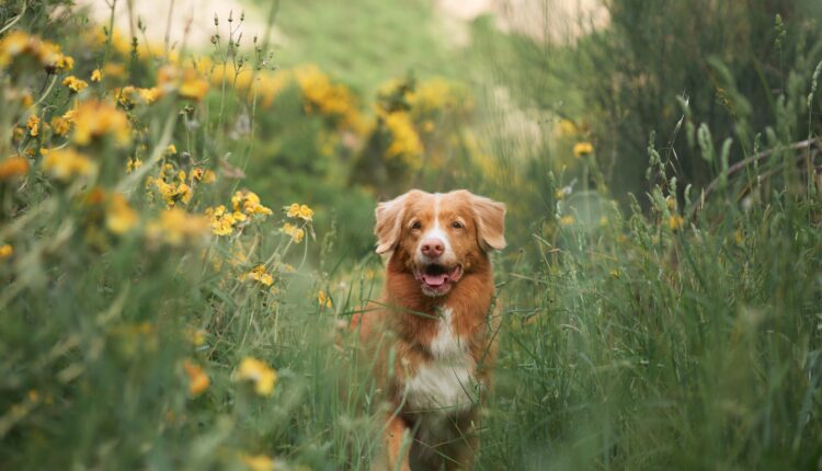 6 places to see wildflowers in Pennsylvania this autumn