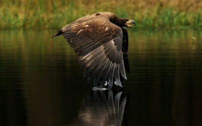 Feathery fall migrations: Keep your eyes peeled for these traveling birds
