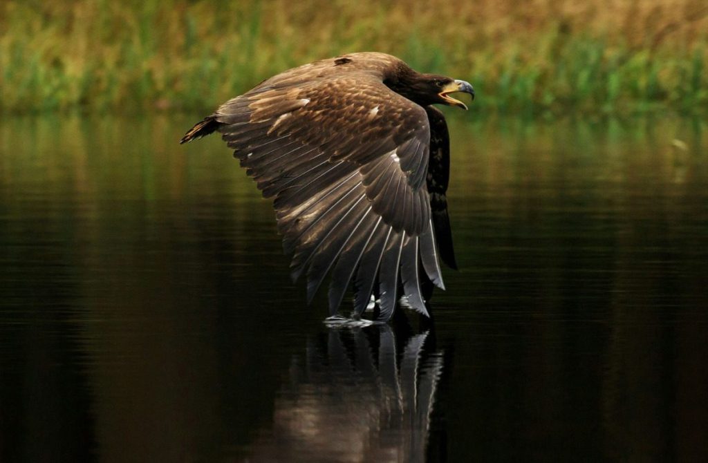 Feathery fall migrations: Keep your eyes peeled for these traveling birds