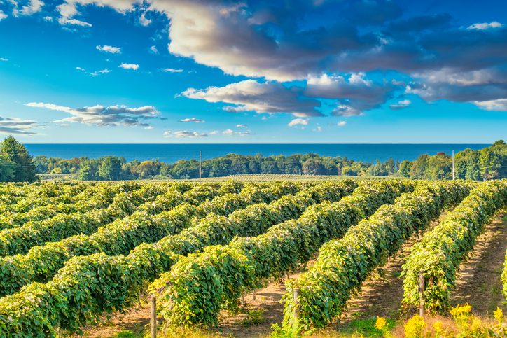 Vineyard on the shores of Lake Erie, Pennsylvania, USA on a sunny day.