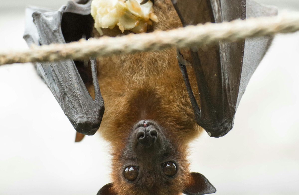 GoBatty_Feature Bat hanging upside down against a white background.