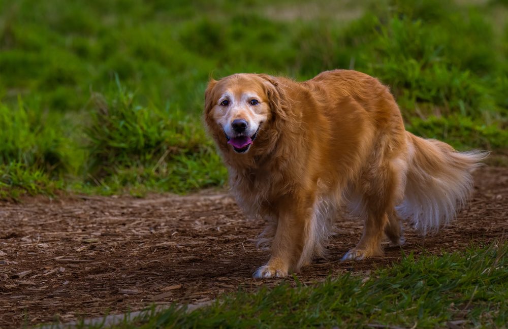 Doggone: November is National Adopt a Senior Pet month