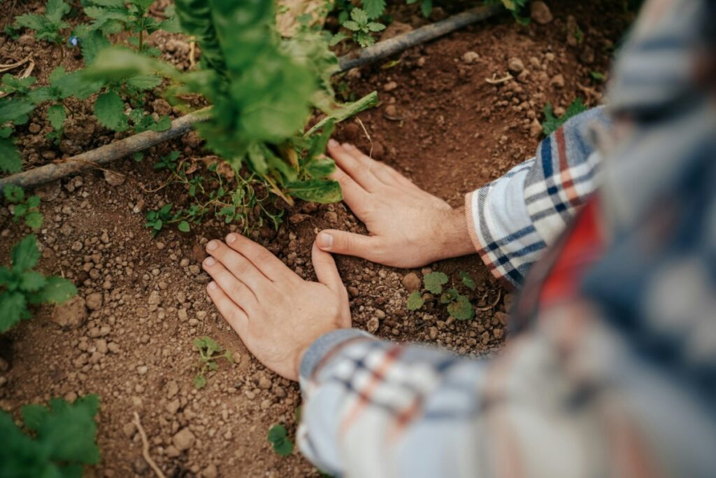 Hands planting something in the dirt.