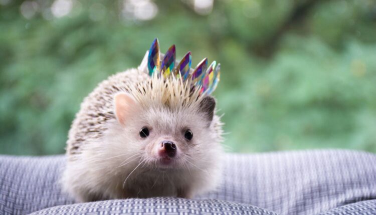 Owning these 4 exotic pets in Pennsylvania could get you in trouble