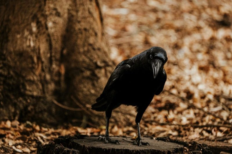 Crow standing next to a tree.