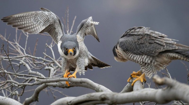 Two peregrine falcons land on branches.