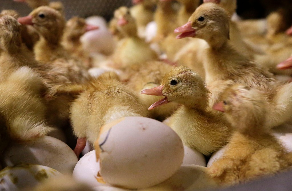 As bird flu cases mount in Pennsylvania, USDA scrambles to rehire employees fired on Elon Musk’s recommendation