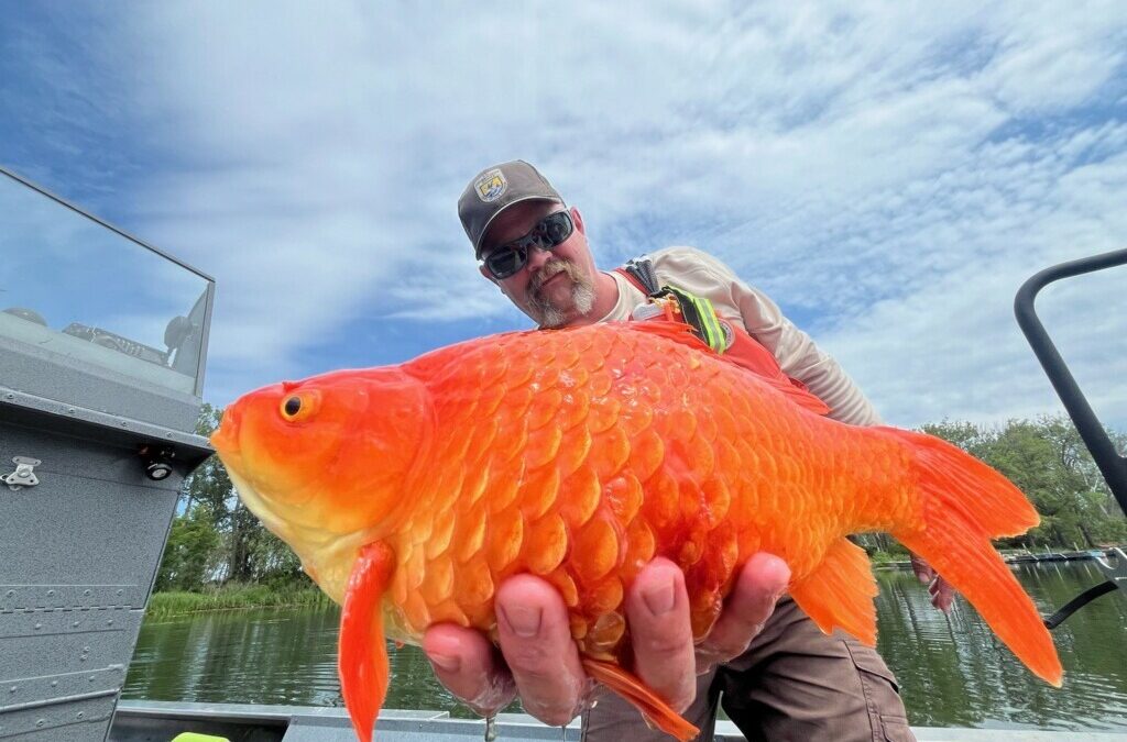 Officials: releasing goldfish into waterways can create invasive problems