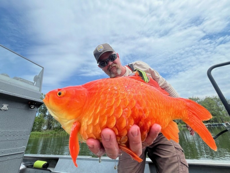 Officials: releasing goldfish into waterways can create invasive problems