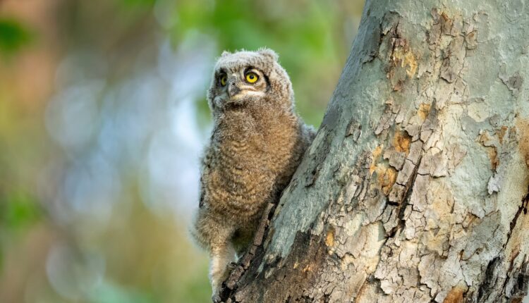 Pittsburgh’s Schenley Park welcomes adorable owl family