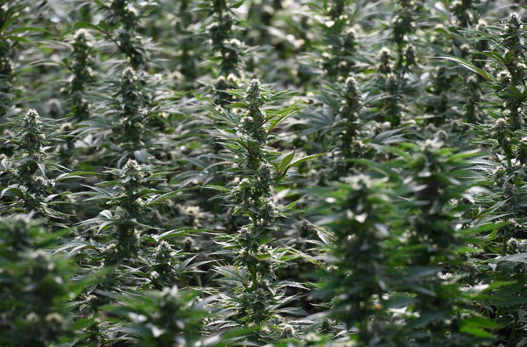 Cannabis legalization bill goes up in smoke following PA Senate Republican opposition