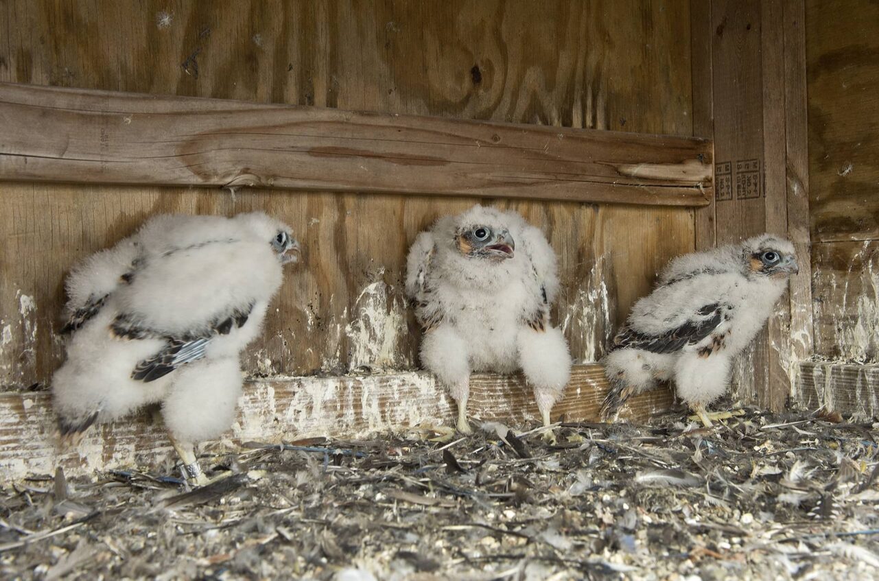 three peregrine falcon chicks