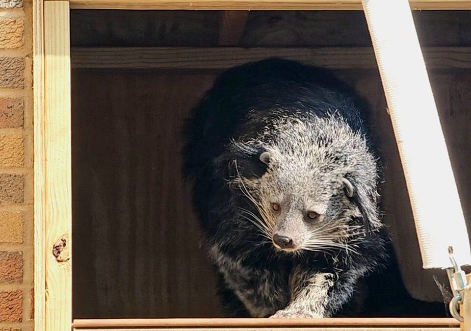 Meet Sheba, the newest animal arrival at the Erie Zoo. What is a binturong?