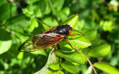 Cicadas are emerging in Pennsylvania, but you may not be hearing them yet. Here’s why