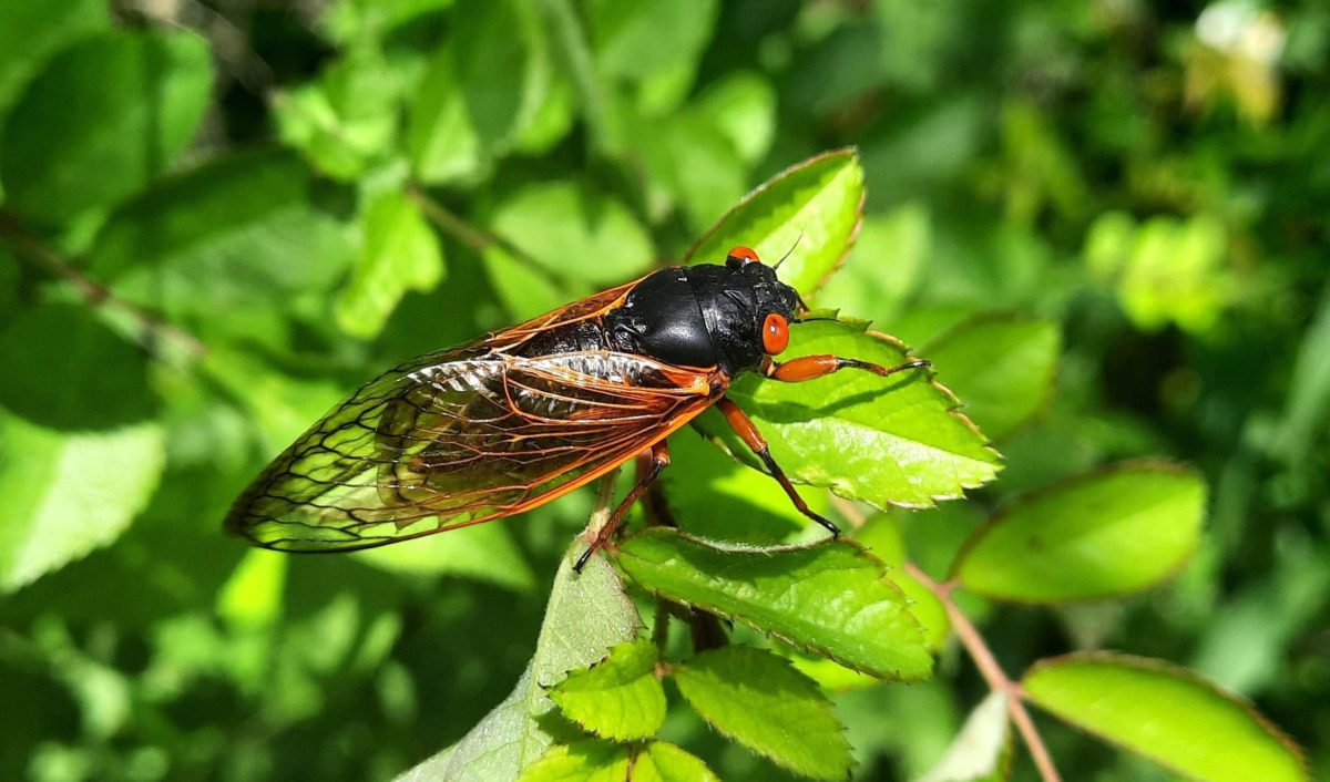 Cicadas are emerging in Pennsylvania, but you may not be hearing them yet. Here’s why